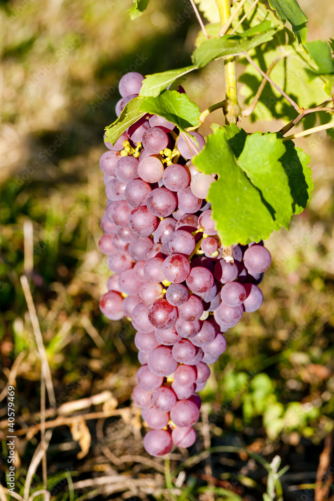 grapevine in vineyard (gewurztraminer), Alsace, France