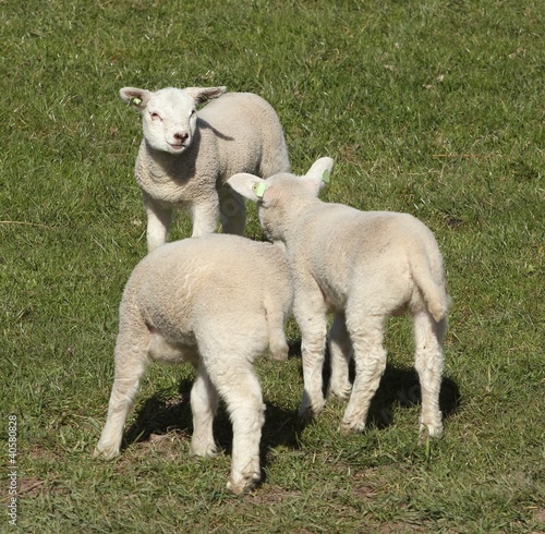 Three little lambs in the meadow