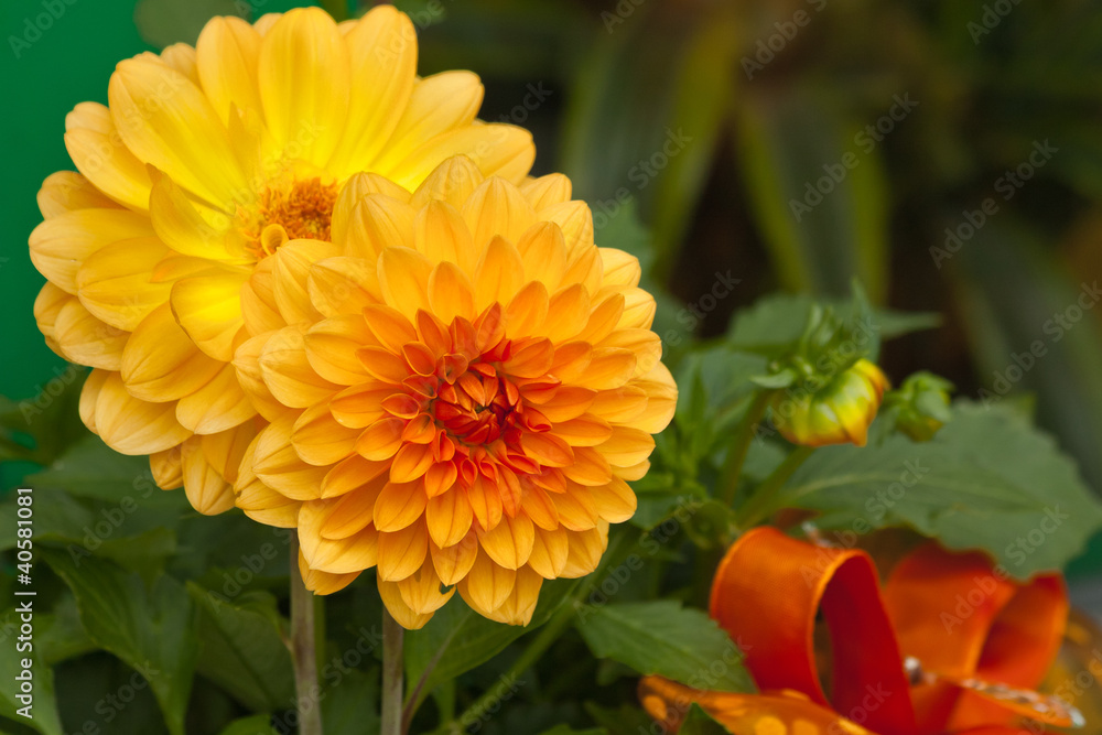 Dahlia flower Dahlia flower