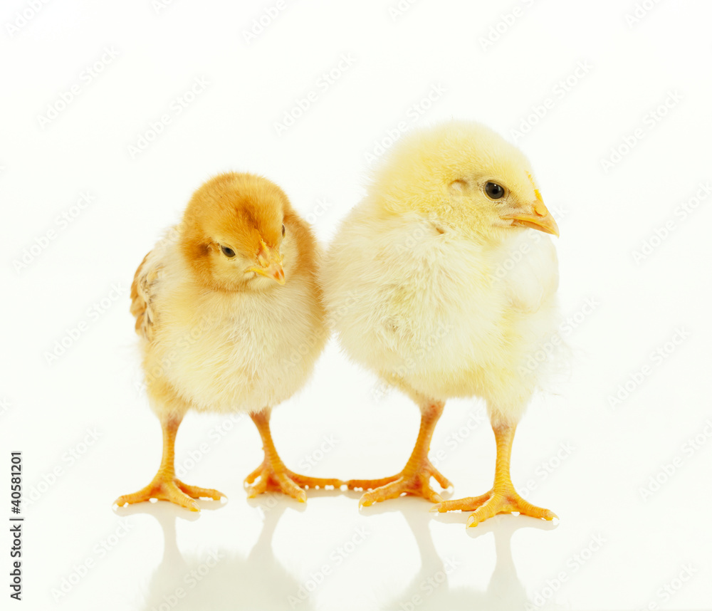 Two small newborn chickens