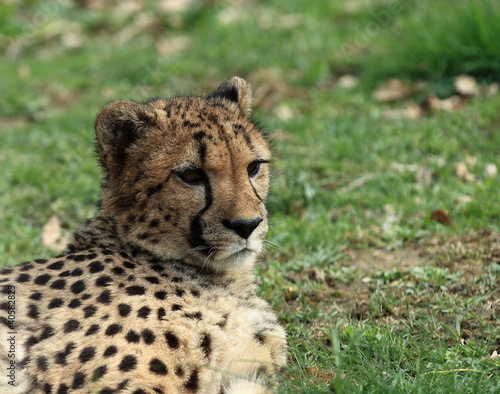 guépard en portrait