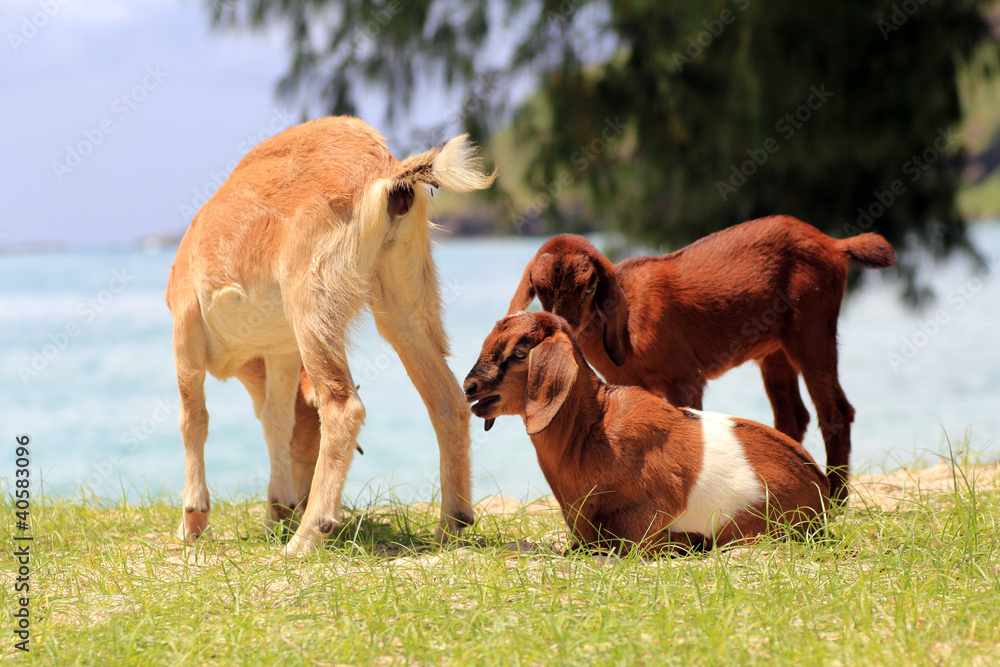 Fototapeta premium domestic goats outdoor