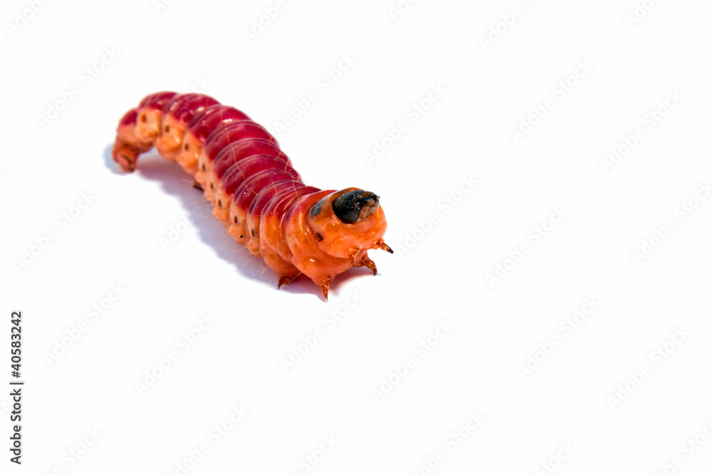 Bright colourful caterpillar on a white background Bright colourful caterpillar on a white background