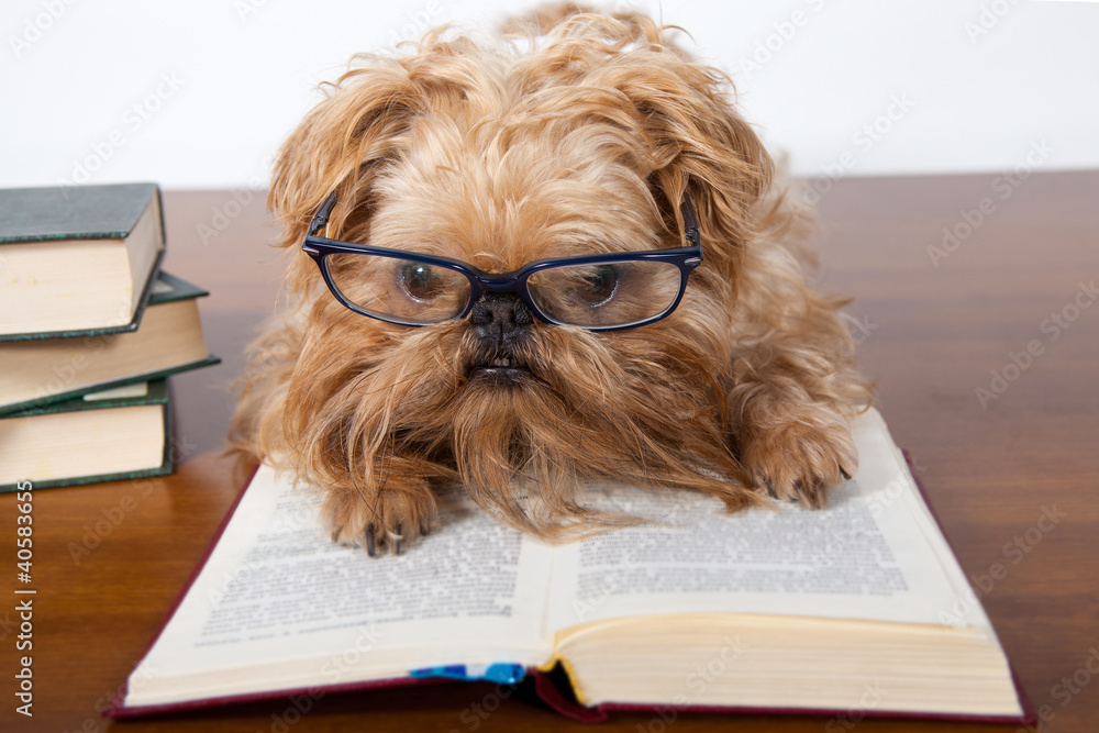 Serious dog in glasses