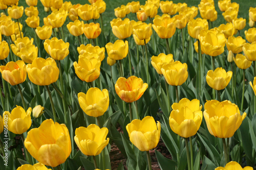 Tulips in a spring garden