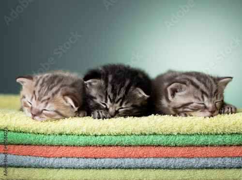 Fototapeta Naklejka Na Ścianę i Meble -  Three sleeping scottish baby kitten on stack of colorful towels