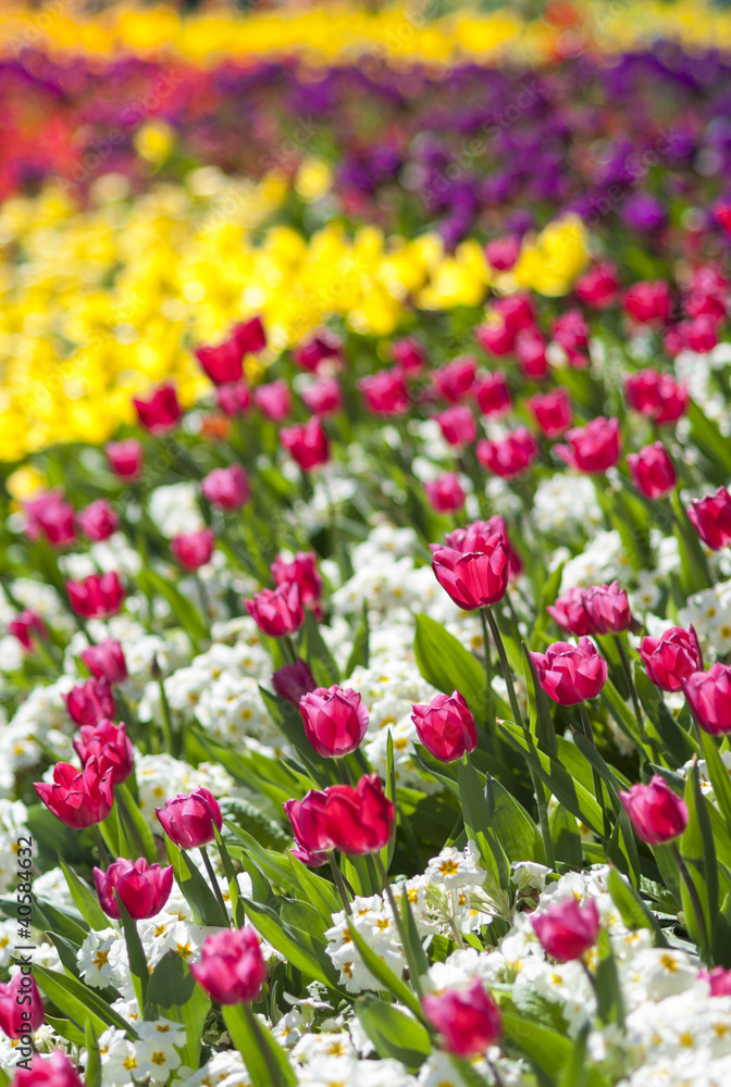 Details of flowerbed in perspective with shallow depth of field. Details of flowerbed in perspective with shallow depth of field.