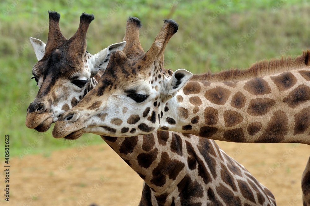 Obraz premium Giraffe pair