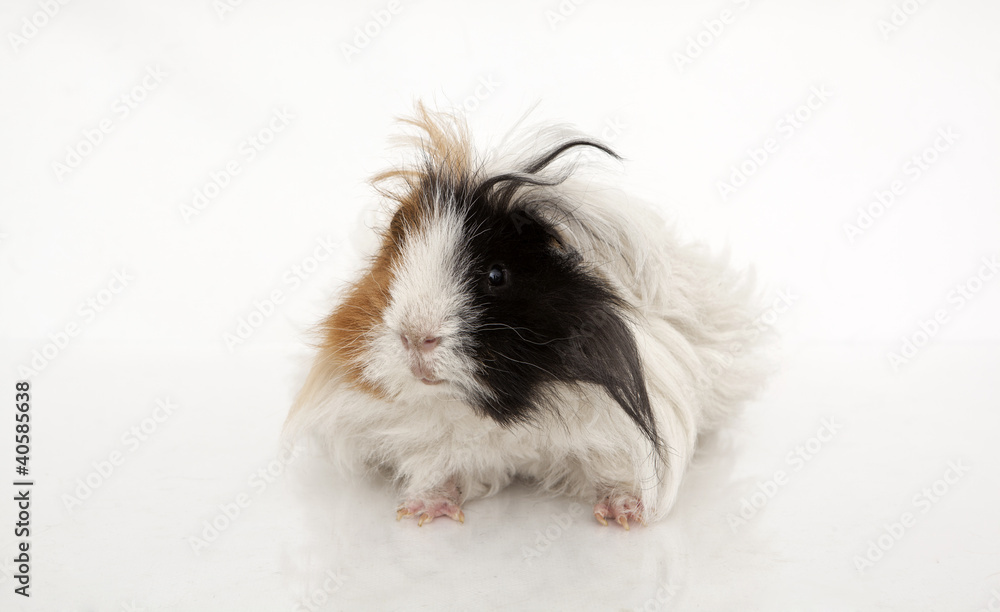Guinea pig