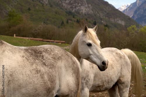 Fototapeta Naklejka Na Ścianę i Meble -  cavalli bianchi di montagna