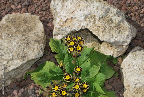 fleur de primevére photo