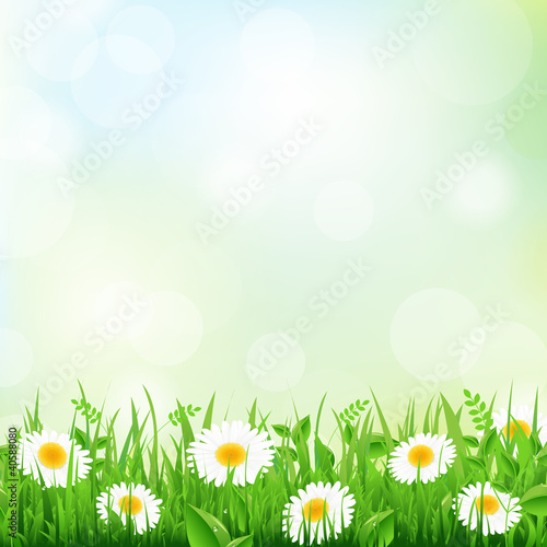 Grass And Daisy