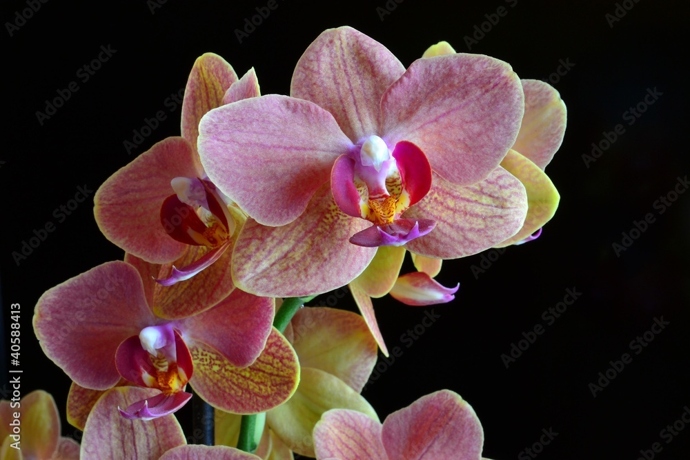 Fototapeta premium storczyk