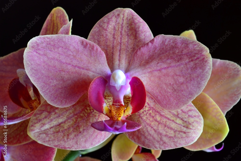 Naklejka premium storczyk
