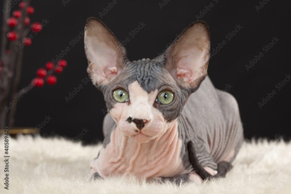 Sphynx kitten