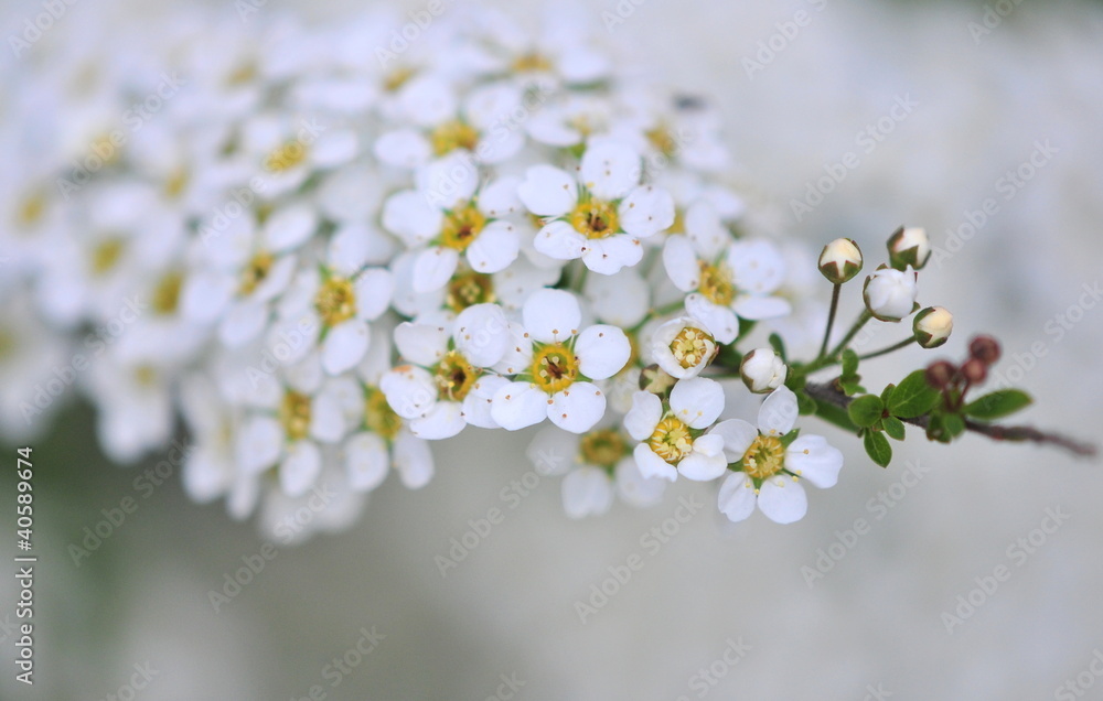 spirea spirea