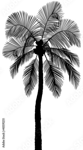 Palm Tree Silhouette