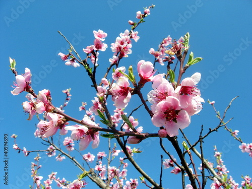 pink flowers of peach tree bloom in spring