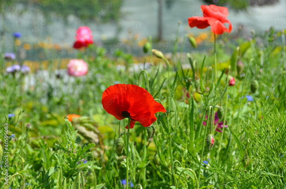Fototapeta premium Coquelicot