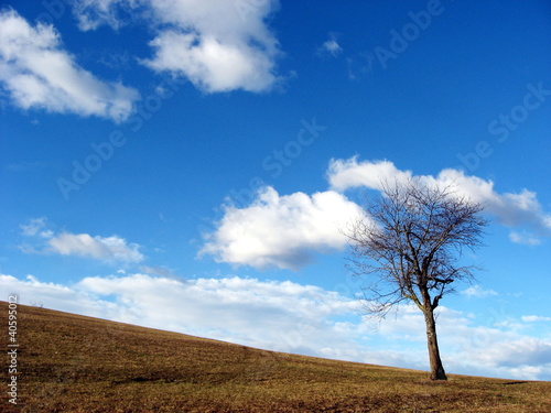 solitary tree in the countryside