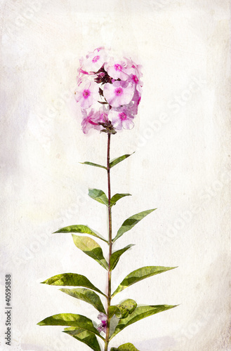 Watercolor pink phlox