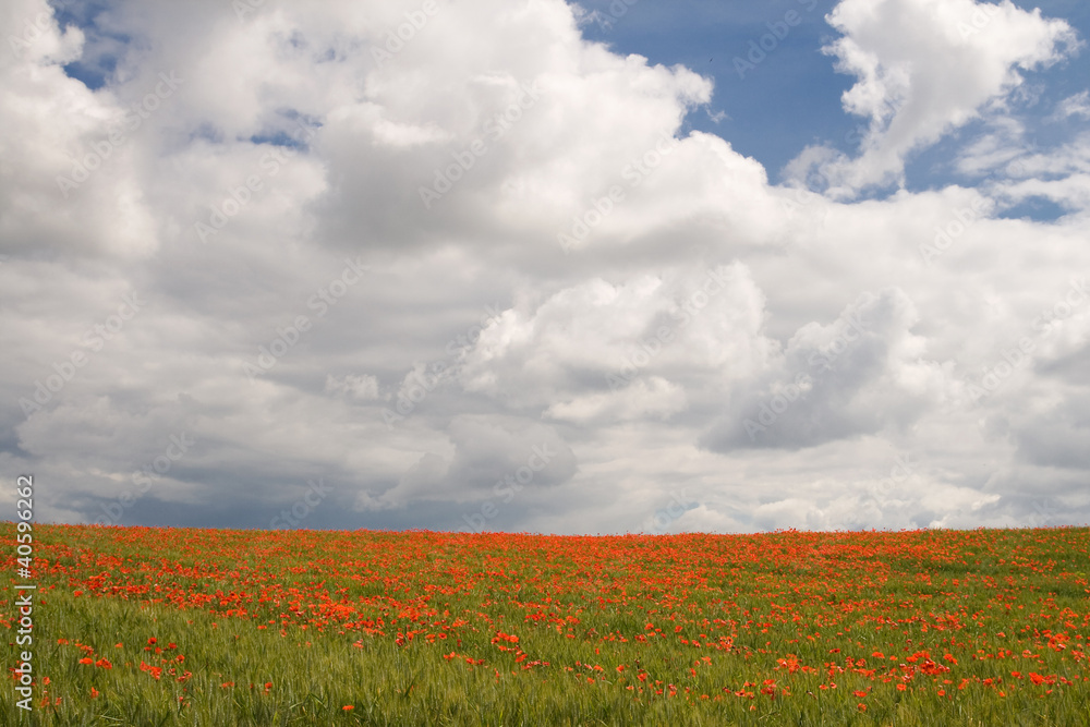 Poppy field