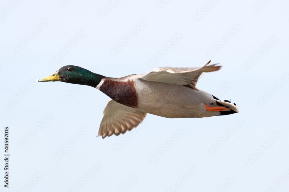 Fototapeta premium Mallard duck flying