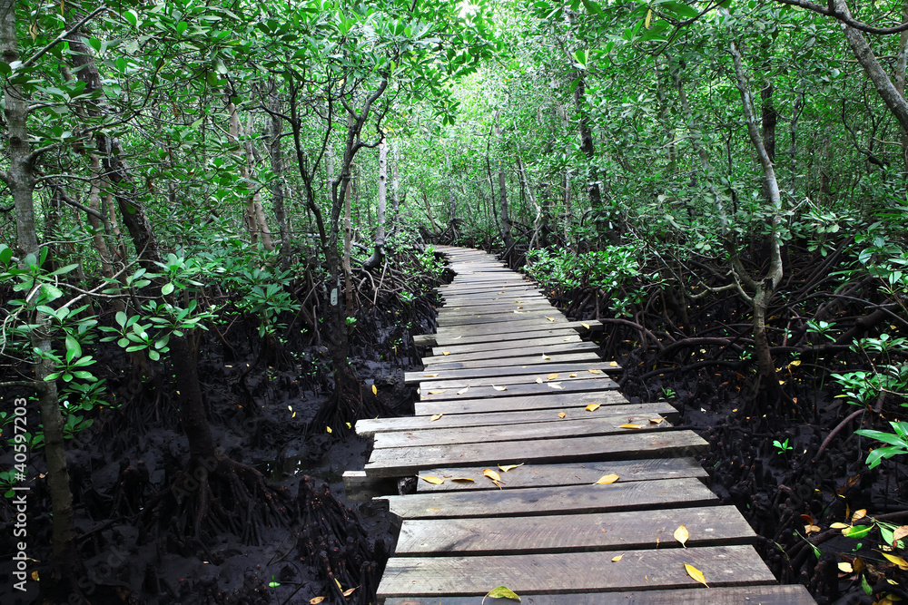 Obraz premium Beautiful green mangrove forest with boardwalk, Zanzibar