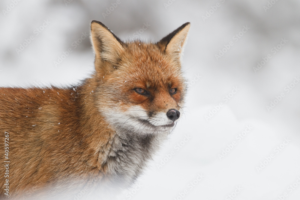 Fototapeta premium red fox