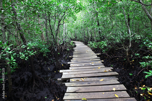 Beautiful green mangrove forest with boardwalk, Zanzibar