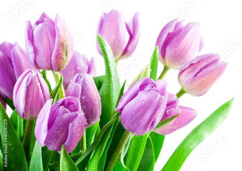 Obraz na płótnie Bouquet of the fresh tulips on white background w salonie
