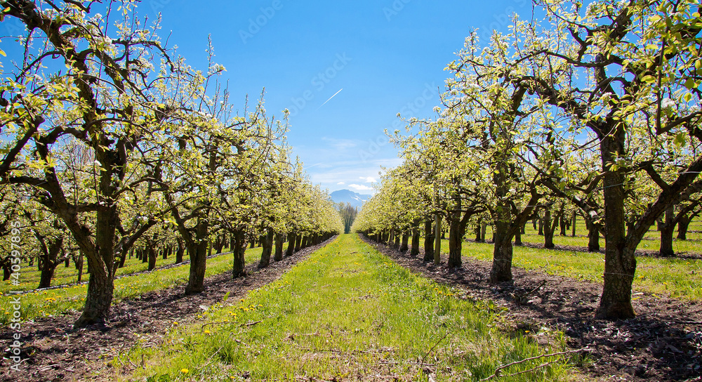 Champs de poiriers