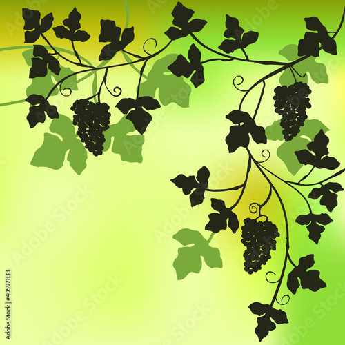Bunch of grapes, plant background