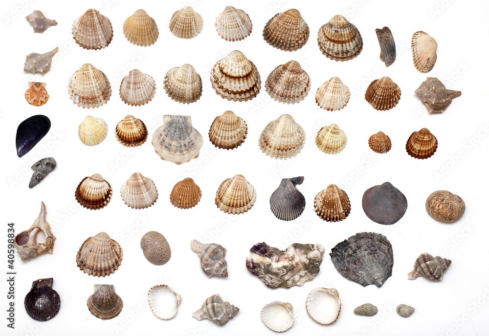 set of different sea shells set of different sea shells