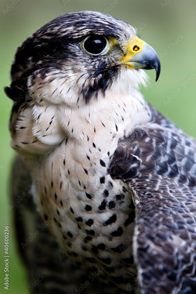 Falcon Falcon