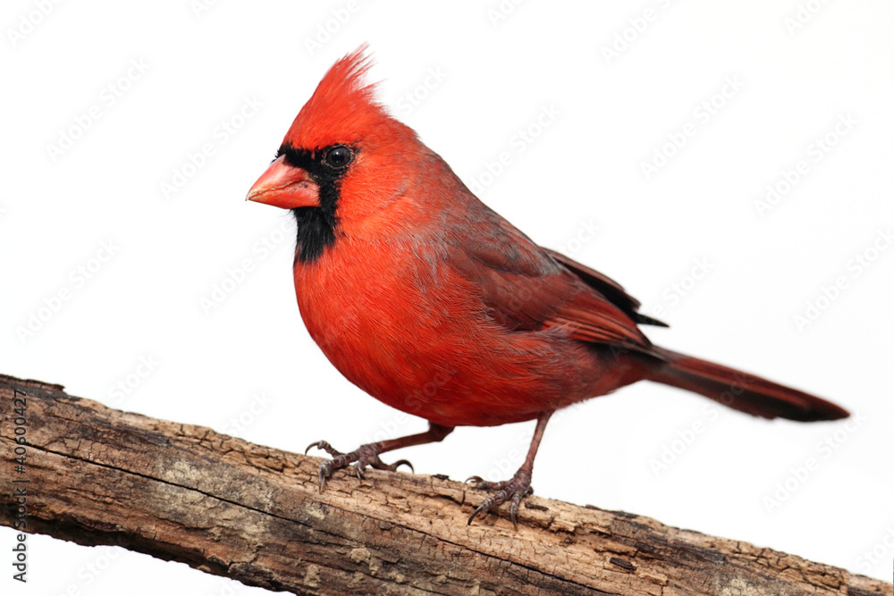 Obraz premium Isolated Cardinal On A Stump