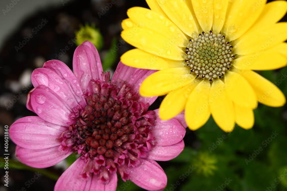 Pink and Gold Colored African Daisies Pink and Gold Colored African Daisies