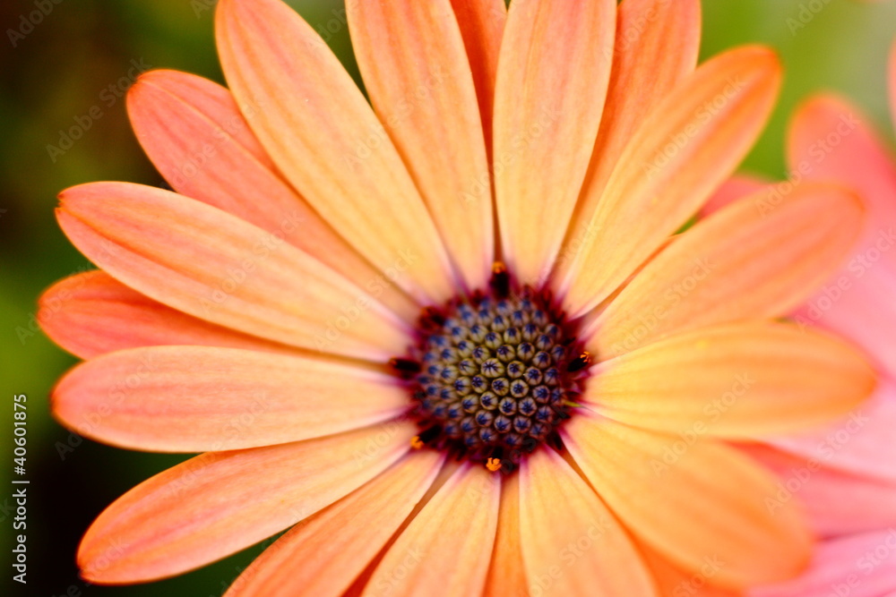 Peach Colored African Daisy Macro Peach Colored African Daisy Macro