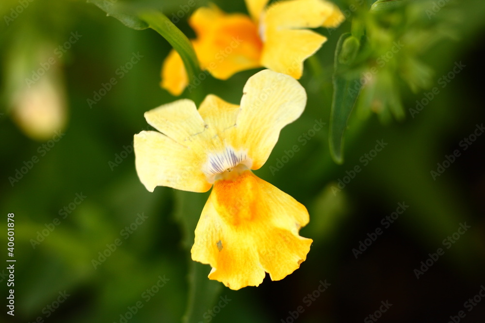 Yellow Nemesia Flower Macro Yellow Nemesia Flower Macro