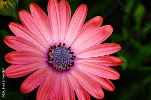 Colorful African Daisy