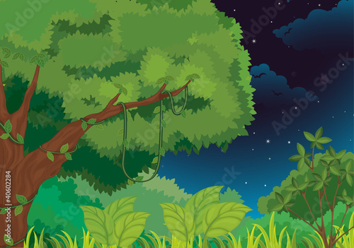 Forest