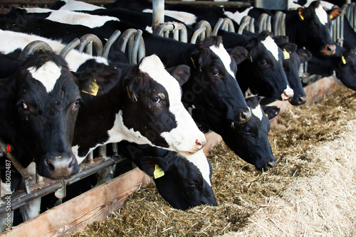 Billede på lærred Dairy cows in a farm.