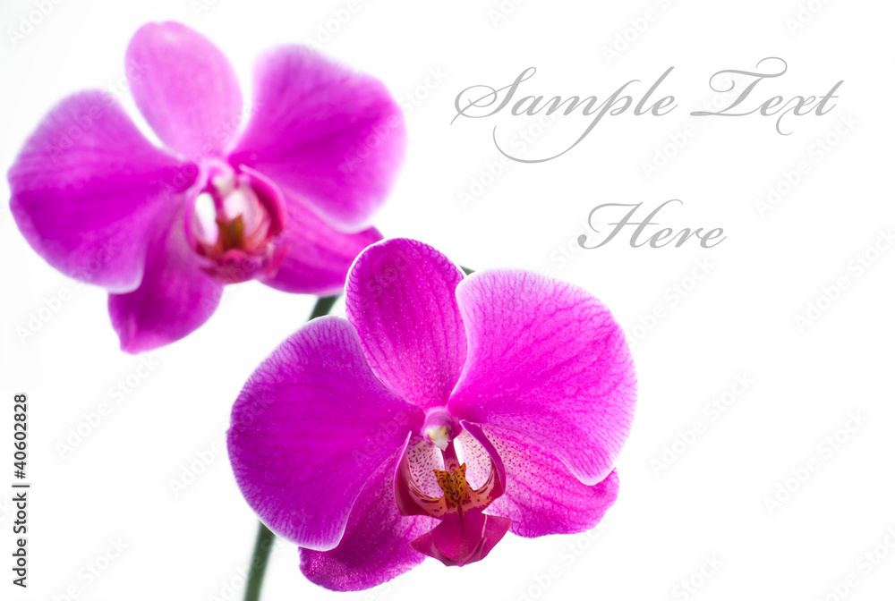 Obraz premium Beautiful Pink Orchid