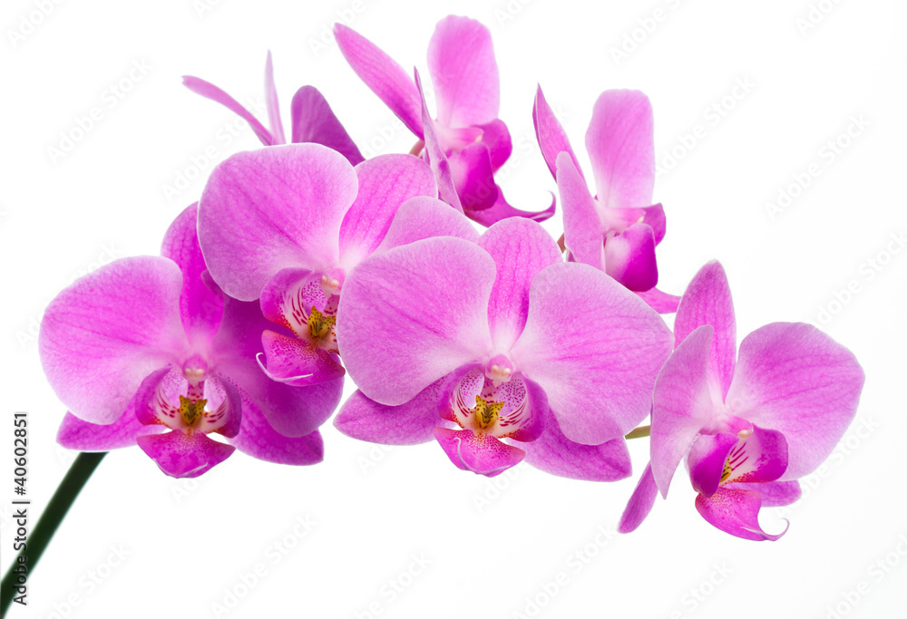 Beautiful Pink Orchid