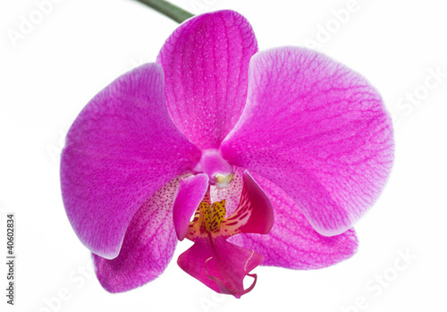 Beautiful Pink Orchid