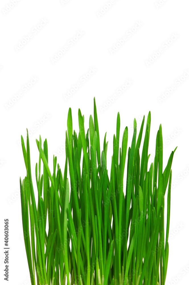 Wheat grass Wheat grass