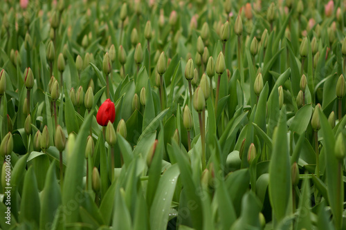 Tulips
