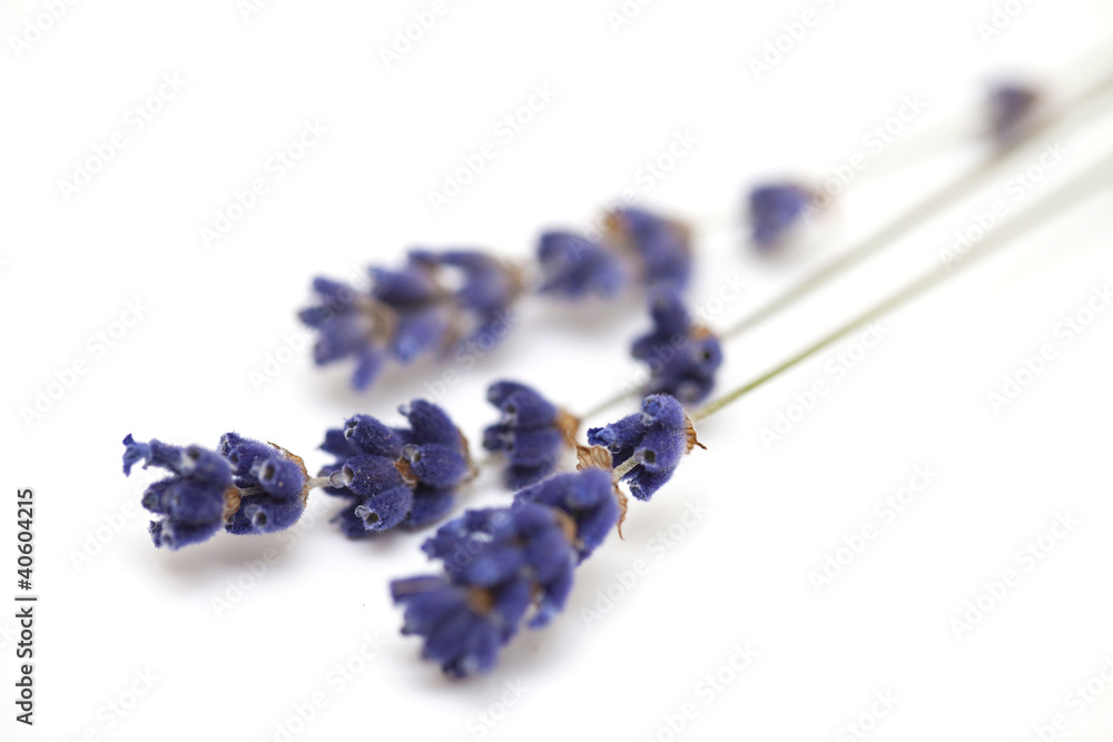 Obraz premium three twigs of dried lavender