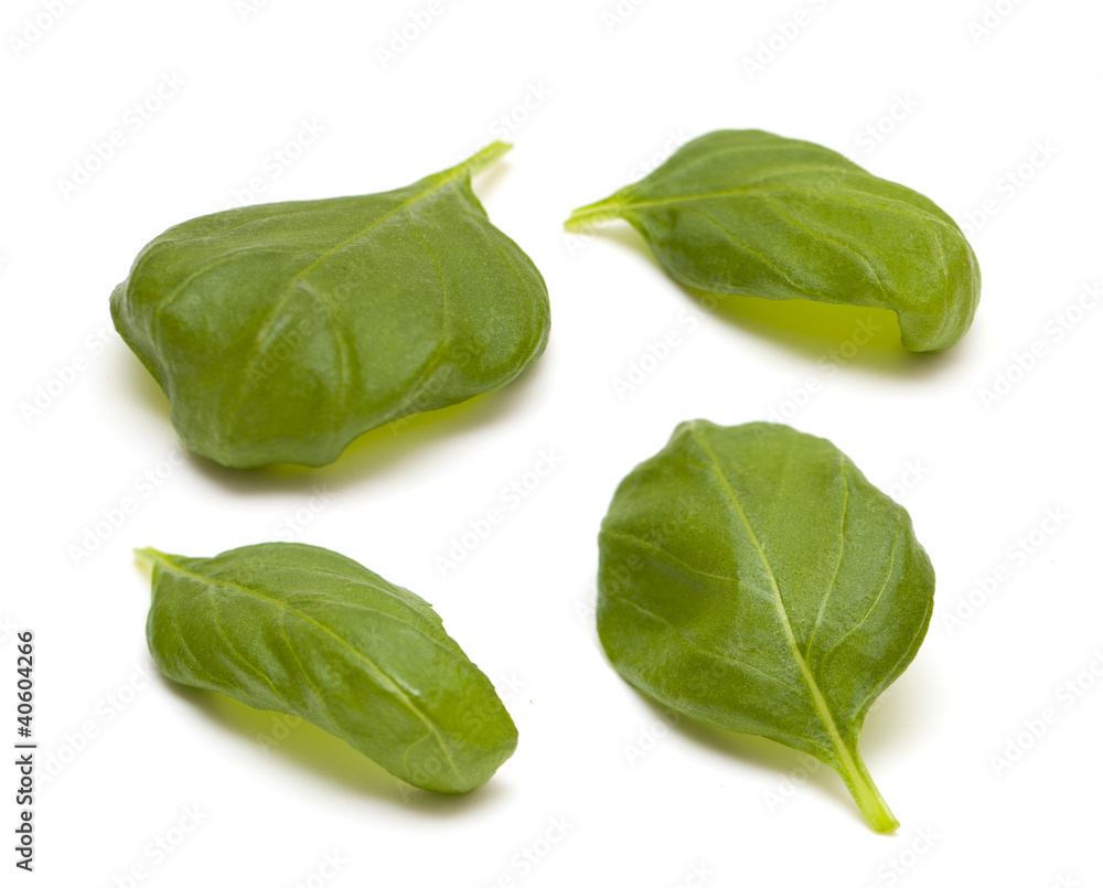 Fototapeta premium four leafs of basil