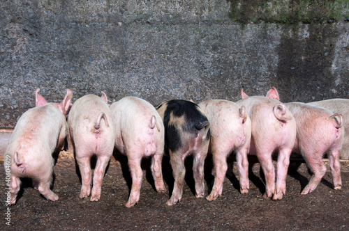 Bilde på lerret Piglets eating at trough with curly tails